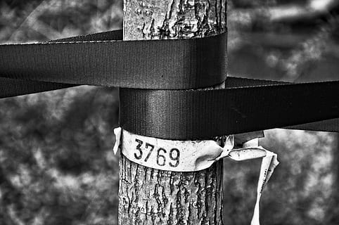 giovane albero, tronco d'albero, bande, supporto, numero, parco, bw, monocromatico, concentrarsi sulle conoscenze acquisite, avvicinamento, metallo, nessuno, comunicazione, giorno, albero, all'aperto, natura, polo, testo, color argento, strutturato, pianta, sicurezza, legno - materiale, tecnologia, legato, connessione, post in legno, 2K, CC0, dominio pubblico, privo di copyright