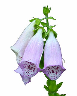 fotografia a macroistruzione, fiori viola e bianchi, ditale, inferno, viola, bianca, primavera, foresta, prato, pianta medicinale, isolato, fiorire, fioritura, fiore, Fabaceae, natura, petalo, pianta, freschezza, girato in studio, sfondo bianco, avvicinamento, nessuno, bellezza nella natura, crescita, in casa, pianta fiorita, parte vegetale, foglia, vulnerabilità, fragilità, colore rosa, colore verde, cibo e bevande, testa di fiore, 1080P, CC0, dominio pubblico, privo di copyright