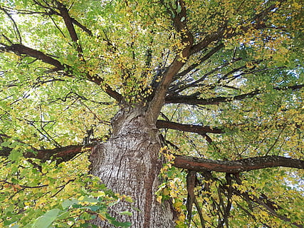 arbre, corona, fulles, fullatge de tardor, planta, superior, estètic, verd, tronc de l'arbre, tronc, creixement, branca, bellesa a la natura, dia, terra, naturalesa, tranquil·litat, cap gent, bosc, a l'aire lliure, color verd, vista d’angle baix, escenics - natura, part de la planta, llum solar, material de fusta, 4K, CC0, domini públic, lliure de regalies