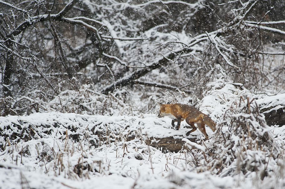Volpe, a piedi, la neve, animale arancione, Volpe rossa, nevicando, camminare, correre, albero, inverno, natura, freddo, bianca, temperatura fredda, temi animali, mammifero, animale, un animale, nessuno, animali allo stato selvatico, vertebrato, foresta, terra, pianta, fauna selvatica, bellezza nella natura, giorno, all'aperto, 2K