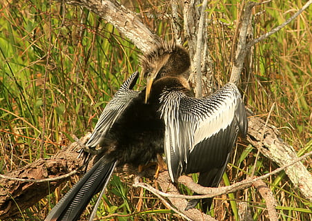 anhinga, pájaro, volar, alas, pluma, fauna silvestre, pico, salvaje, dom, al aire libre, aviar, majestuoso, criatura, desierto, naturaleza, mamífero, vertebrado, animal, temas de animales, fauna animal, animales en la naturaleza, planta, nadie, día, tierra, árbol, un animal, campo, hierba, animal joven, familia de animales, 1080P, CC0, dominio público, libre de derechos