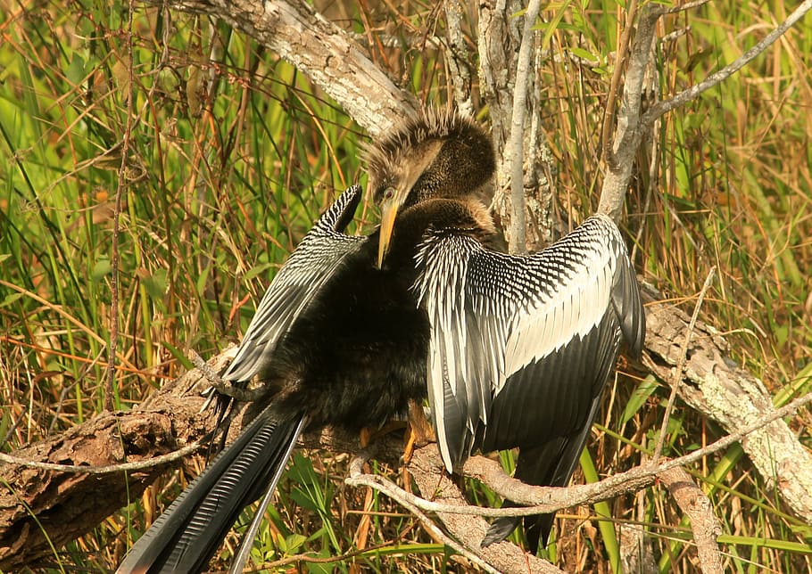 anhinga, ocell, volar, ales, ploma, vida salvatge, bec, salvatge, dom, a l'aire lliure, aviària, majestuós, criatura, desert, naturalesa, mamífer, vertebrats, animal, temes d'animals, fauna animal, animals a la natura, planta, cap gent, dia, terra, arbre, un animal, camp, herba, animal jove, família d’animals, 1080P