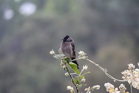 sort, næbfugl, top, grøn, blade, fokus fotografering, lille, Brun, fugl, afdeling, sort tit, natur, dyr, dyreliv, perching, et dyr, dyr i naturen, ingen mennesker, dyre temaer, hvirveldyr, plante, blomst, dag, fokus på forgrunden, blomstrende plante, træ, udendørs, skønhed i naturen, fuld længde, solsort, 5K, CC0, offentligt domæne, royaltyfrie