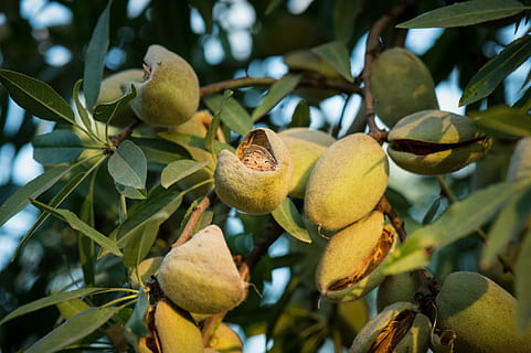 mandler, træ, voksende, afdeling, landbrug, afgrøde, frugt, grøn, blade, makro, tæt på, løv, mad, natur, blad, moden, friskhed, organisk, plante del, sund kost, plante, vækst, mad og drikke, ingen mennesker, fokus på forgrunden, grøn farve, dag, skønhed i naturen, velvære, udendørs, 1080P, CC0, offentligt domæne, royaltyfrie