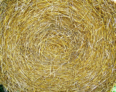 Strohballen, funktioniert, komprimierte Getreidetrocknung, Vollbild, Hintergründe, keine Leute, Heu, High Angle View, Natur, Nahansicht, Pflanze, Tag, Stroh, trocken, Landwirtschaft, draußen, direkt darüber, Muster, texturiert, braun, goldfarben, Stillleben, Gras, verheddert, 2K, CC0, gemeinfrei, lizenzfrei