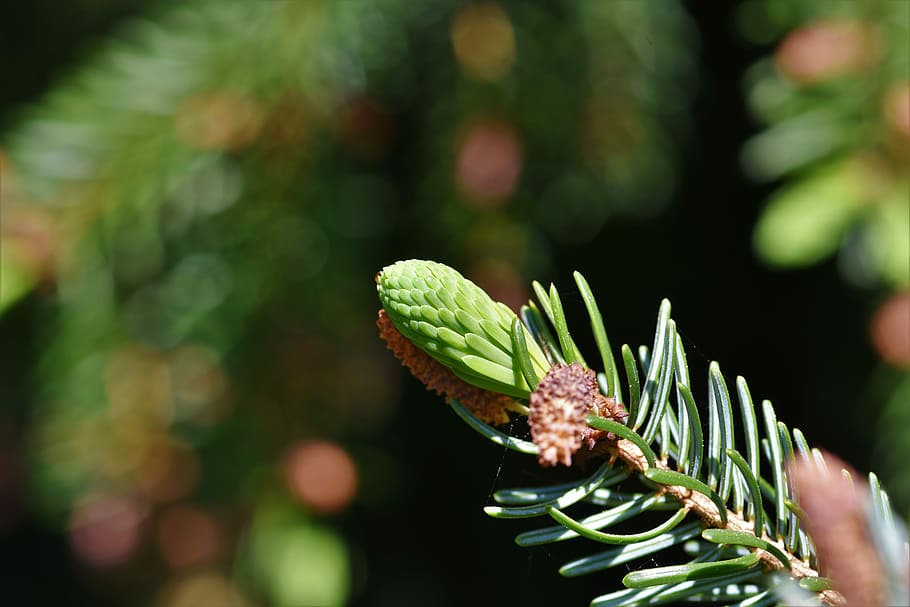 Nahansicht, Foto, Grün, Pflanze, Kiefernzweig, Fichte fahren, Fichte, Nadeln, Motor, Nadelzweig, Nadelbaum Zweig, Nadelbaum, Immergrün, Baum, Weichholz, Fokus auf den Vordergrund, Natur, Tag, Wachstum, Schönheit in der Natur, grüne Farbe, keine Leute, Tierthemen, selektiver Fokus, Tier, Tierwelt, ein Tier, Frische, Blume, draußen, Tiere in freier Wildbahn, Land, Kiefer, 5K