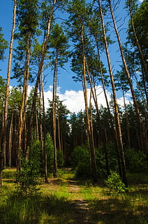 foresta, ecologia, albero, Magia, storia, foresta, ecologia, le foglie, abbaiare, incantata, la natura esulta, natura, paesaggio, bosco, Paesaggi, all'aperto, colore verde, nessuno, estate, Pino, bellezza nella natura, pianta, tronco d'albero, terra, crescita, la tranquillità, scena tranquilla, cielo, tronco, giorno, scenics - natura, scena non urbana, Inquadratura dal basso, albero di conifere, 4K, CC0, dominio pubblico, privo di copyright