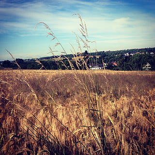 Weizenfeld, Feld, Acker-, Kornfeld, Korn, Weizen, Getreide, Pflanze, Ernte, Lebensmittel, Natur, Spitze, golden, Gold-gelb, Landschaft, Müsli, Blau, Feldfrüchte, Wolken, Getreidefelder, szenisch, Landwirtschaft, Himmel, Umgebung, Land, Ruhe, Wachstum, wolke - himmel, ruhige Szene, Schönheit in der Natur, keine Leute, Szenen - Natur, Tag, Gras, Nicht-städtische Szene, ländliche Szene, draußen, Lieschgras, Stiel, 1080P, CC0, gemeinfrei, lizenzfrei