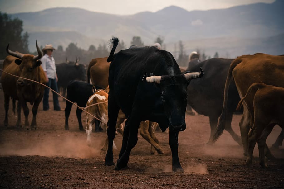 flokk, brun, svart, okser, sand, flokken av ku, kveg, ku, ranch, okse, roping, horn, utendørs, skitt, rancher, cowboy, Face Off, pattedyr, husdyr, dyr, dyre temaer, innenlands, gruppe dyr, kjæledyr, dyreliv, hest, natur, tilfeldige mennesker, oksen - dyr, virveldyr, landskap, landlige scene, land, planteetende, gård, støv, 4K