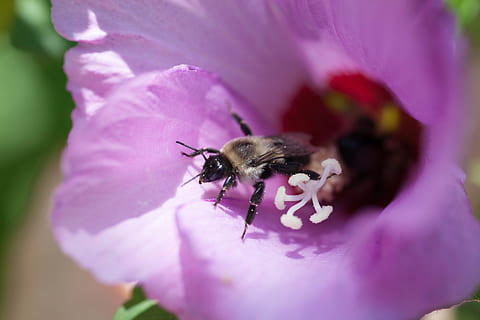 abella, insecte, flor, insecte, ala, macro, flor, error, vida salvatge, bumble bee, buzz, un animal, porpra, animals a la natura, fragilitat, planta amb flors, invertebrat, temes d'animals, bellesa a la natura, vulnerabilitat, primer pla, fauna animal, pètal, animal, frescor, planta, enfocament selectiu, cap de flor, creixement, polinització, pol·len, a l'aire lliure, Abellot, 5K, CC0, domini públic, lliure de regalies