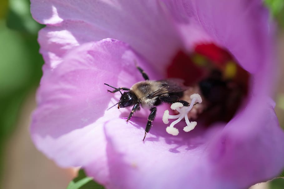 abella, insecte, flor, insecte, ala, macro, flor, error, vida salvatge, bumble bee, buzz, un animal, porpra, animals a la natura, fragilitat, planta amb flors, invertebrat, temes d'animals, bellesa a la natura, vulnerabilitat, primer pla, fauna animal, pètal, animal, frescor, planta, enfocament selectiu, cap de flor, creixement, polinització, pol·len, a l'aire lliure, Abellot, 5K