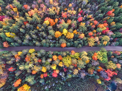 bird, eye view, road, surrounded, trees, clolorful, aerial, view, plant, forest, nature, fall, autumn, orange color, beauty in nature, growth, no people, flower, flowering plant, tranquility, day, tree, change, freshness, tranquil scene, multi colored, scenics - nature, outdoors, land, water, flower head, autumn collection, 2K, CC0, public domain, royalty free
