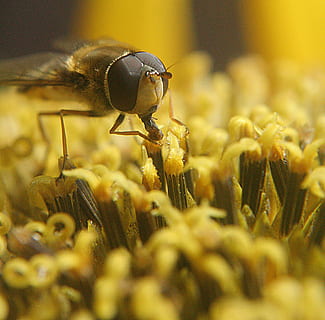 fliegen, Makro, Natur, Insekt, Fehler, klein, Tierwelt, Gelb, natürlich, Nahansicht, Tier, Biene, wirbellos, selektiver Fokus, Tiere in freier Wildbahn, Tierthemen, Wachstum, Schönheit in der Natur, Blume, Frische, blühende Pflanze, keine Leute, Pflanze, ein Tier, Blütenblatt, Zerbrechlichkeit, Blütenkopf, Bestäubung, 1080P, CC0, gemeinfrei, lizenzfrei
