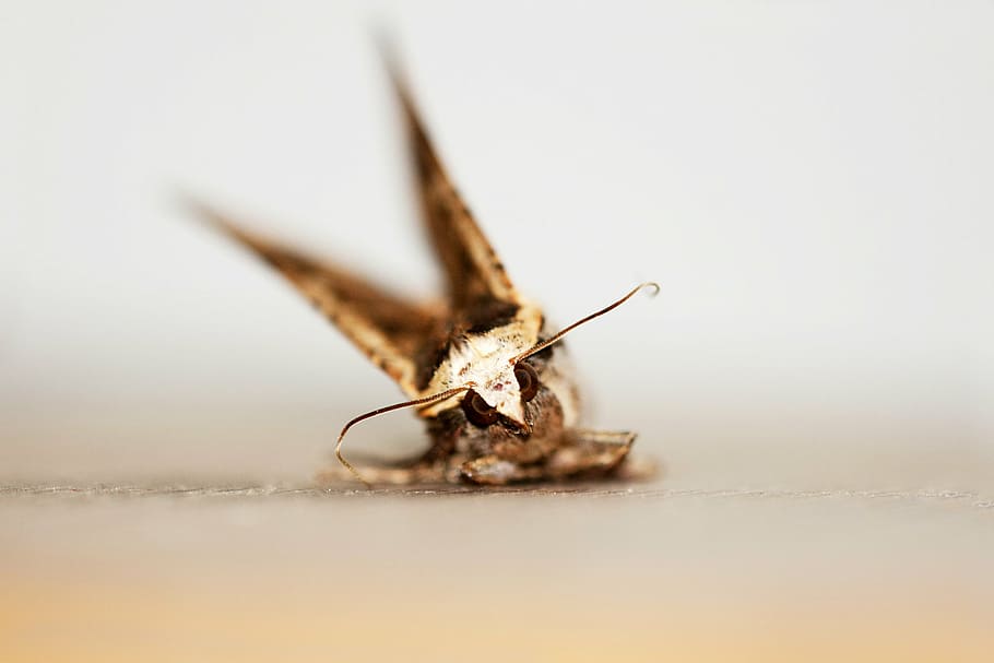 motte, insecte, arna, macro, papallona, temes d'animals, animal, invertebrat, fauna animal, un animal, part del cos dels animals, primer pla, enfocament selectiu, tir de l'estudi, cap gent, animals a la natura, a l'interior, naturalesa, ala dels animals, primer pla extrem, antena animal, 4K