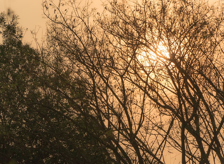 sol, caldo, ramoscelli secchi, ombre, ramoscelli, arbusti, tramonto, primavera, autunno, pomeriggio, brasile, estate, cielo, silhouette, fogliame, albero, pianta, la tranquillità, bellezza nella natura, ramo, nessuno, natura, Inquadratura dal basso, scenics - natura, crescita, all'aperto, scena tranquilla, idilliaco, colore arancione, luce del sole, albero nudo, giorno, baldacchino di albero, 4K
