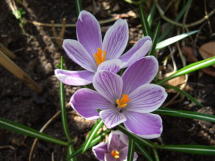 krokus, Purper, lente bloemen, de lente, bloembollen, bloem, bloemblad, breekbaarheid, bloemhoofd, natuur, versheid, bloeiende plant, kwetsbaarheid, fabriek, schoonheid in de natuur, bloeiwijze, groei, detailopname, geen mensen, focus op de voorgrond, stuifmeel, dag, iris, zachtheid, 2K, CC0, publiek domein, royaltyvrij