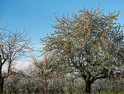 arbre amb fulles verdes, cirerers, florir, primavera, kaiserstuhl, flor de cirerer, flor, blanc, arbres en flor, arbres fruiters, blütenmeer, camp, paisatge, flor de primavera, humor, ramita amb flors, arbre, planta, cel, creixement, branca, vista d’angle baix, bellesa a la natura, cap gent, naturalesa, dia, cel clar, tranquil·litat, a l'aire lliure, planta amb flors, arbre nu, fragilitat, llum solar, 4K, CC0, domini públic, lliure de regalies