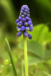flor, blau, solter, la tija, tons de trucada, jardí, floració, naturalesa, verd, primavera, planta, planta amb flors, creixement, bellesa a la natura, vulnerabilitat, fragilitat, primer pla, frescor, porpra, tija de la planta, centrar-se en primer pla, dia, brot, cap gent, inflorescència, cap de flor, pètal, camp, a l'aire lliure, puresa, 5K, CC0, domini públic, lliure de regalies