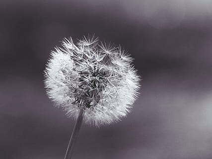 fotografia in scala di grigi, fiore di tarassaco, dente di leone, pianta, vicino, macro, natura, ciglio della strada, fiore selvaggio, corona di dente di leone, estate, bianco e nero, monocromatico, alleviare, soffio, semi, semi volanti, prato, fiore appuntito, bellissimo, morbido, flora, leggermente, fiore, fragilità, freschezza, pianta fiorita, vulnerabilità, bellezza nella natura, avvicinamento, morbidezza, testa di fiore, infiorescenza, incolto, concentrarsi sulle conoscenze acquisite, semi di dente di leone, stelo vegetale, nessuno, seme, all'aperto, 4K, CC0, dominio pubblico, privo di copyright