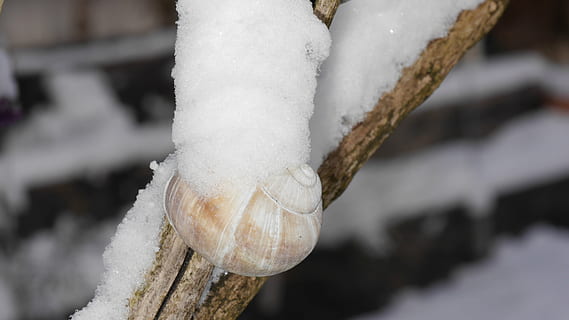 snow, shell, snail tree, nature, wintry, cold temperature, winter, frozen, close-up, white color, focus on foreground, day, no people, ice, outdoors, wood - material, tree, plant, selective focus, environment, beauty in nature, covering, 4K, CC0, public domain, royalty free