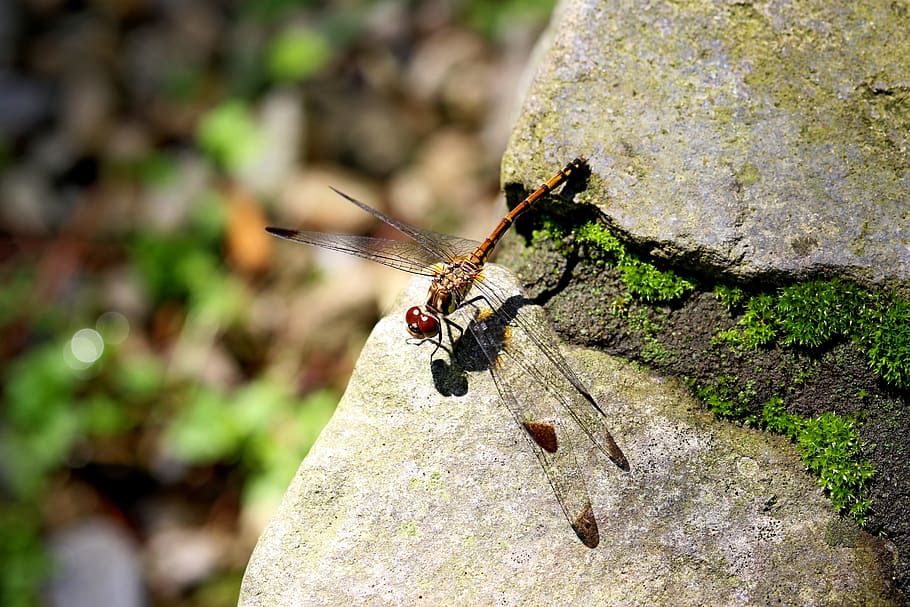 natura, foresta, insetti, libellula, paesaggio, parco, arboreto, rompere, apporre, macro, insetto, animale, avvicinamento, all'aperto, un animale, temi animali, animali allo stato selvatico, fauna selvatica, invertebrato, roccia, roccia - oggetto, solido, concentrarsi sulle conoscenze acquisite, giorno, pianta, ala animale, nessuno, tronco d'albero, tronco, 5K