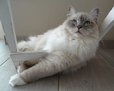 gatto bianco medio-rivestito, gatto, accesso remoto, bambola di pezza, animale domestico, rilassare, silenzioso, gatto domestico, animali domestici, in casa, felino, un animale, domestico, temi animali, animale, mammifero, rilassamento, ritratto, sdraiarsi, pavimentazione, Colore bianco, nessuno, riposo, vertebrato, guardando la fotocamera, baffo, occhio animale, 4K, CC0, dominio pubblico, privo di copyright