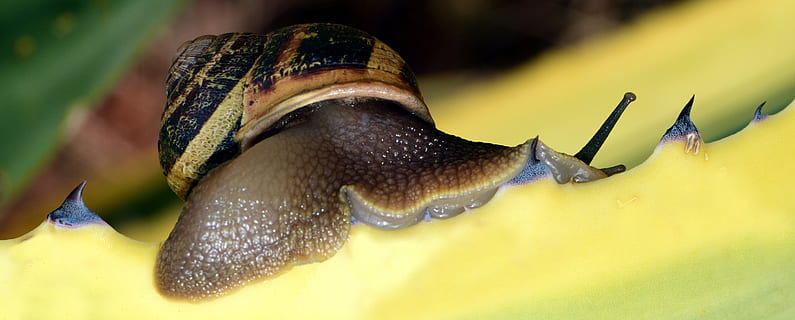 snegl, skal, tæt, natur, krybdyr, snegl, skal, spiralformet, snegl shell, makro, mollusk, kaktus, stik, skrue og hakket, kravle, spiselige, spiselig snegl, dyr, tæt på, dyreliv, slimet, dyreskal, langsom, dyr og kæledyr, havsnegle, et dyr, dyre temaer, dyr i naturen, selektiv fokusering, dyr kropsdel, hvirvelløse, gul, dyr antenne, ingen mennesker, hav, ekstrem nærbillede, vand, slug, marine, 5K, CC0, offentligt domæne, royaltyfrie