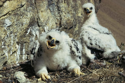 dos, blanco y negro, pájaros de pico corto, suelo, Aguilas doradas, pollitos, eaglets, nido, joven, criaturas, raptor, depredadores, pico, cazadores, retratos, temas de animales, animal, mamífero, grupo de animales, fauna animal, vertebrado, animales en la naturaleza, nadie, dos animales, naturaleza, día, mascotas, animal joven, animales domesticos, tierra, relajación, nacional, al aire libre, felino, familia de animales, 1080P, CC0, dominio público, libre de derechos