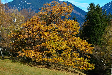 faig, arbre, bosc, muntanyes, planta, bellesa a la natura, tardor, creixement, cap gent, naturalesa, tranquil·litat, canvi, dia, escenics - natura, escena tranquil·la, terra, muntanya, groc, a l'aire lliure, color verd, escena no urbana, vista d’angle alt, arbre de coníferes, 5K, CC0, domini públic, lliure de regalies