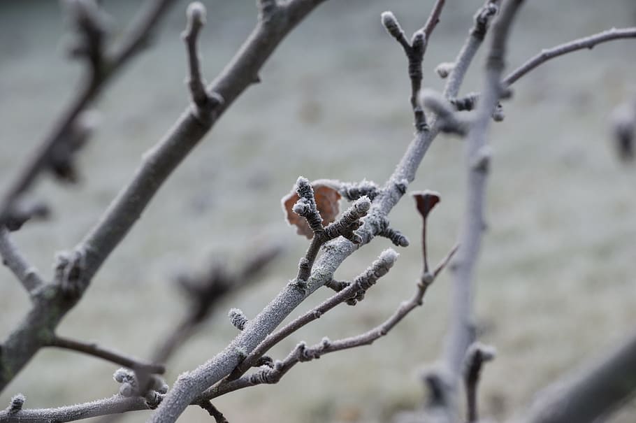 brina, albero, gemme, rami, pianta, giardino, congelato, autunno, albero di mele, inverno, giorno, fauna selvatica, un animale, all'aperto, ramo, animali allo stato selvatico, temi animali, animale, natura, nessuno, temperatura fredda, concentrarsi sulle conoscenze acquisite, vertebrato, appollaiati, la neve, messa a fuoco selettiva, 5K
