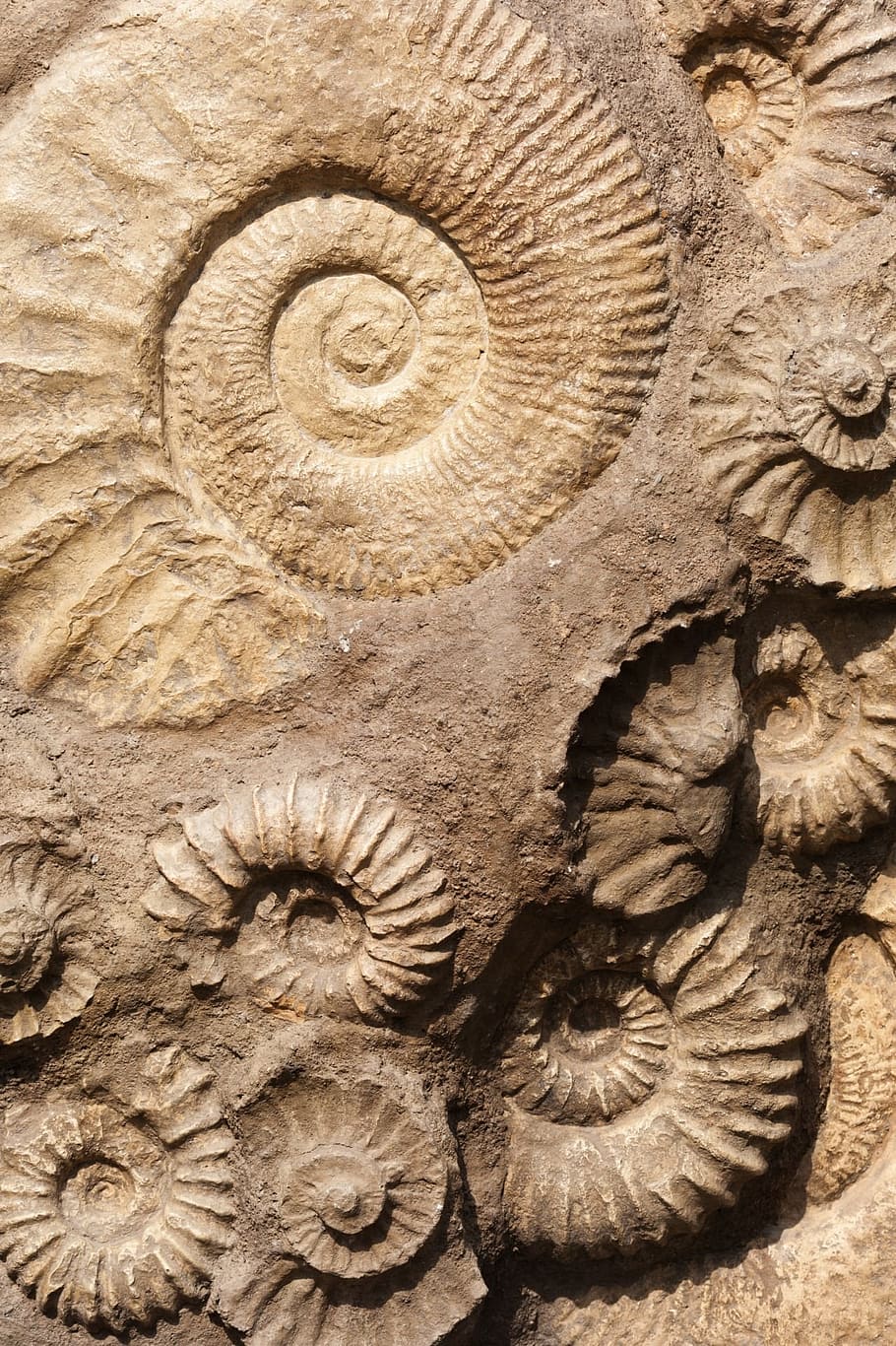en relleu, shell de nautilus, marró, decoració, shell, fòssil, vell, antic, pedra, naturalesa, rock, geologia, paleontologia, fossilitzat, evolució, detall, prehistòrica, mar, oceà, marí, estructura, història, el passat, extingit, temes d'animals, animal, primer pla, fauna animal, part del cos dels animals, cap gent, arquitectura, marc complet, animals a la natura, closca d’animals, sòlid, a l'aire lliure, art i artesania, fons, 1080P