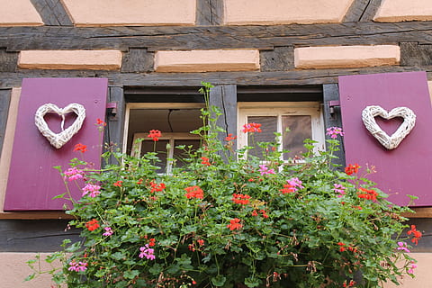 okno, pelargonia, kratownica, pudełko kwiatów, okiennice, fioletowy, serce, kwiat, dzień, na dworze, żadnych ludzi, zbudowana struktura, kolor różowy, na zewnątrz budynku, architektura, roślina kwitnąca, roślina, wzrost, Natura, budynek, dom, kształt serca, świeżość, piękno natury, funkcja budowy ścian, kruchość, doniczka, 4K, CC0, domena publiczna, darmowe zdjęcia