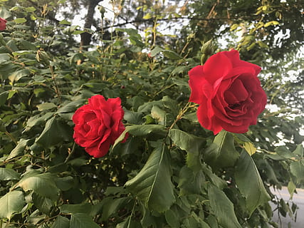flowers, red, random, flower, plant, flowering plant, beauty in nature, freshness, rose, petal, vulnerability, growth, fragility, close-up, leaf, rose - flower, plant part, inflorescence, nature, flower head, green color, day, outdoors, no people, 4K, CC0, public domain, royalty free