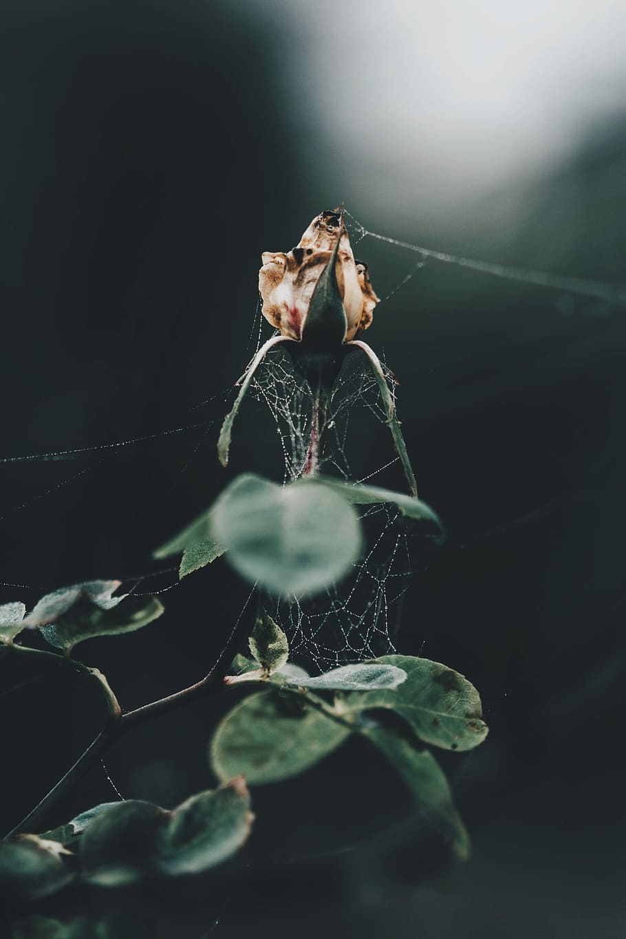 seletivo, fotografia de foco, teia de aranha, branco, flor pétala, rosa, orvalho, orvalho na web, rede, fragilidade, vulnerabilidade, folha, temas animais, parte da planta, invertebrado, foco seletivo, fechar-se, animal, natureza, um animal, animais selvagens, aranha, artrópode, aracnídeo, inseto, animais em estado selvagem, ninguém, fundo preto, ao ar livre, complexidade, 1080P