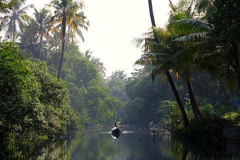 person riding boat, person, boat, river, jungle, rainforest, boot, rowing boat, tree, nature, tropical Climate, water, palm Tree, outdoors, green Color, forest, landscape, asia, scenics, tropical Rainforest, travel Locations, one animal, animals in the wild, day, animal themes, plant, lake, beauty in nature, reflection, tranquility, growth, scenics - nature, waterfront, tranquil scene, non-urban scene, idyllic, no people, 5K, CC0, public domain, royalty free
