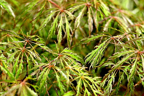 fulles, textura, teló de fons, fullatge, verd, botànic, arbre, color verd, full, planta, pi, cap gent, naturalesa, creixement, primer pla, bellesa a la natura, part de la planta, enfocament selectiu, dia, centrar-se en primer pla, a l'aire lliure, tranquil·litat, branca, menjar, terra, fons, arbre de coníferes, 4K, CC0, domini públic, lliure de regalies