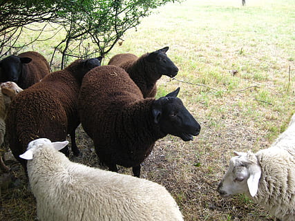 Schaf, weich, wolle, Weiß, Herde, schwarz, Bauernhof, Landwirtschaft, Vieh, Lamm, Tier, Gras, ländliche Szene, Schafherde, Natur, draußen, Weide, Säugetier, Mutterschaf, Wiese, weiden, Feld, Tierthemen, keine Leute, Seitenansicht, Gruppe von Tieren, Haustiere, inländisch, Wirbeltier, Pflanze, Land, Baum, Tag, drei tiere, Tierwelt, pflanzenfressend, Tierfamilie, 2K, CC0, gemeinfrei, lizenzfrei