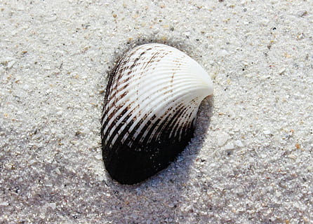 white, black, seashell, sand, shell, close-up, sea shell, texture, animal wildlife, animal, animal themes, one animal, animal shell, land, animals in the wild, no people, beach, nature, day, high angle view, sea, textured, natural pattern, marine, outdoors, 4K, CC0, public domain, royalty free
