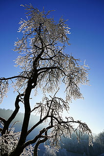 træ, rimfrost, vinter, iset, sne, kold, vinterlige, frost, is, grene, himmel, afdeling, plante, natur, lav vinkel visning, ingen mennesker, blå, skønhed i naturen, ro, skyfri himmel, udendørs, dag, bare træ, sollys, kold temperatur, scenics - natur, 8K, CC0, offentligt domæne, royaltyfrie