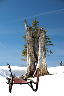 diapositiva, inverno, la neve, vecchio, storicamente, bob-sleigh corneo, invernale, magia invernale, magia della neve, abete, cielo, albero, natura, pianta, giorno, nessuno, tronco, nuvola - cielo, blu, Inquadratura dal basso, tronco d'albero, legno - materiale, terra, bellezza nella natura, la tranquillità, all'aperto, luce del sole, scena non urbana, ramo, scenics - natura, pianta morta, Driftwood, 5K, CC0, dominio pubblico, privo di copyright