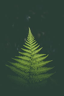 grønt fernelblad, fern plante, natt, bregne, anlegg, grønn farge, natur, tre, bakgrunn, abstrakt, mønster, blad, jul, skog, dekorasjon, nærbilde, plante del, vekst, skjønnhet i naturen, ingen folk, fokusere på forgrunnen, ro, naturlig mønster, utendørs, dag, selektiv fokusering, studio skudd, friskhet, blader, nåletre, 2K, CC0, offentlig domene, opphavsrett gratis