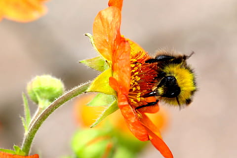 bombus arısı, yabanarısı, çiçek, bombus, bal arısı, Sarı, bombus arısı-, böcek, vahşi hayvanlar, hayvan temaları, bir hayvan, kapatmak, doğa, hayvan yaban hayatı, hayvan, omurgasız, doğada güzellik, bitki, ön plana odaklanmak, tazelik, çiçekli bitki, tozlaşma, taçyaprağı, kırılganlık, insansız, açık havada, çiçek kafa, polen, 1080P, CC0, kamu malı, telif ücretsiz