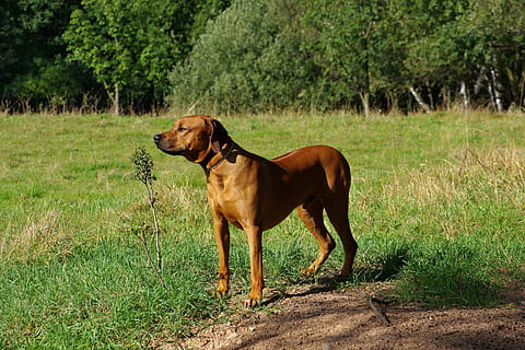 Pes, ridgeback, rhodesian, jednoho zvířete, rostlina, zvíře, zvířat, savec, domácí zvířata, domácí, domácí mazlíčci, psí, tráva, obratlovců, přistát, strom, pole, Příroda, růst, stojící, hnědý, den, nikdo, venku, 4K, CC0, veřejná doména, bez autorských práv