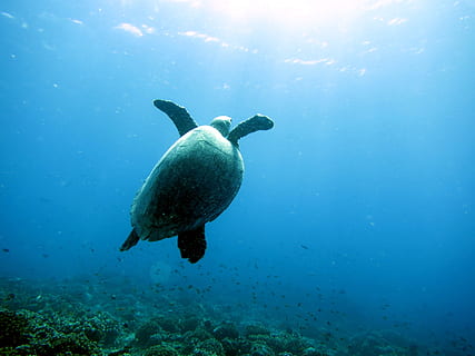 mar, tortuga, bussejador, sota l'aigua, aigua, submarí, nedar, animal, temes d'animals, fauna animal, animals a la natura, la vida marina, un animal, cap gent, marí, naturalesa, vertebrats, dia, blau, peix, 1080P, CC0, domini públic, lliure de regalies