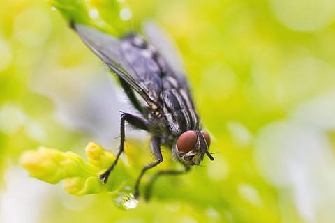 Makro, fliegen, Insekt, Grün, Natur, klein, natürlich, Tierwelt, wirbellos, Tierthemen, Tier, Tiere in freier Wildbahn, ein Tier, Nahansicht, Schönheit in der Natur, Pflanze, Tierflügel, selektiver Fokus, keine Leute, Gelb, Fokus auf den Vordergrund, Tag, Zerbrechlichkeit, draußen, Frühling, Tierauge, lila, 4K, CC0, gemeinfrei, lizenzfrei