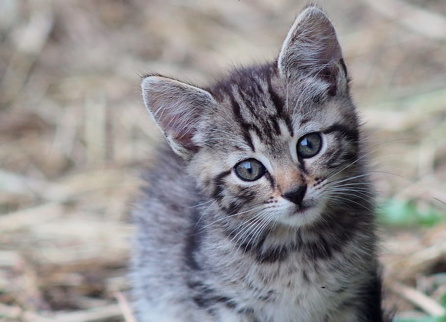 gatet marró de tabby, gat, tomcat, gatet, gat domèstic, animal, ulls daurats, bigoti, mirant el gat, gat gris, futrzak, un animal, mamífer, retrat, nacional, mascotes, animals domèstics, mirant la càmera, felí, part del cos dels animals, centrar-se en primer pla, bigotis, cap gent, primer pla, vertebrats, pèl d’animals, ull d’animals, 2K