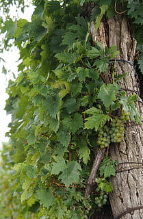 เถาวัลย์, ต้นองุ่น, ไวน์, winegrowing, ไร่องุ่น, ลาด, ปลูก, องุ่น, เถาสต็อก, สีเขียว, Ranke, องุ่นเขียว, ฤดูใบไม้ร่วง, อ่าน, การเกษตร, ผลไม้, Rebstock, ตะปุ่มตะป่ำ, ชีวภาพ, Weinviertel, การเจริญเติบโต, ส่วนของพืช, ใบไม้, วัน, ไม่มีคน, ธรรมชาติ, ความงามในธรรมชาติ, ใกล้ชิด, กลางแจ้ง, อาหารและเครื่องดื่ม, ต้นไม้, อาหาร, ความสด, มุ่งเน้นไปที่เบื้องหน้า, รับประทานอาหารเพื่อสุขภาพ, พืชไม้เลื้อย, ไม้เลื้อย, ความเงียบสงบ, 4K, CC0, โดเมนสาธารณะ, ค่าลิขสิทธิ์ฟรี