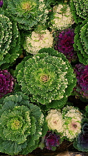 flors cauli, verd, blanc, rosa, fulles, plantes, patró, patrons, porpra, color verd, planta, bellesa a la natura, creixement, frescor, vista d’angle alt, planta amb flors, cap gent, flor, part de la planta, marc complet, full, directament a sobre, dia, primer pla, naturalesa, planta suculenta, fons, a l'aire lliure, color rosa, cap de flor, primavera, 4K, CC0, domini públic, lliure de regalies