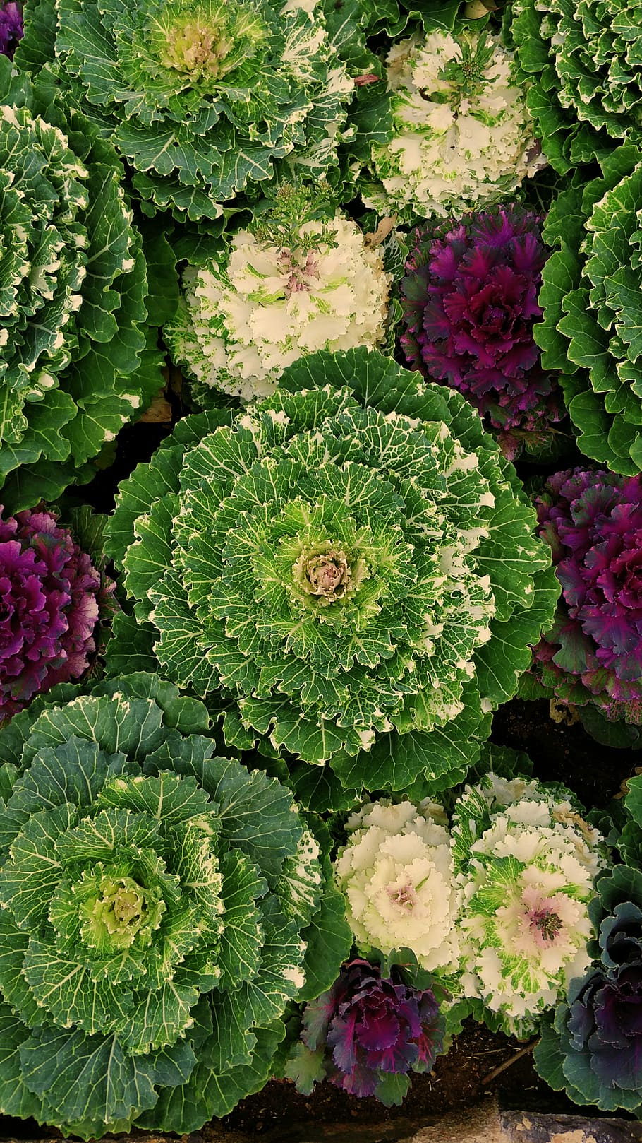 flors cauli, verd, blanc, rosa, fulles, plantes, patró, patrons, porpra, color verd, planta, bellesa a la natura, creixement, frescor, vista d’angle alt, planta amb flors, cap gent, flor, part de la planta, marc complet, full, directament a sobre, dia, primer pla, naturalesa, planta suculenta, fons, a l'aire lliure, color rosa, cap de flor, primavera, 4K