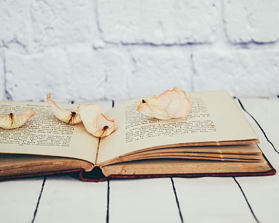 petali di fiori, ha aperto, libro, rosa, bianca, di legno, tavolo, mattone, leggere, morbido, fiore, pubblicazione, natura morta, formazione scolastica, nessuno, carta, in casa, testo, avvicinamento, vista dall'alto, competenza, legno - materiale, parte vegetale, Aperto, pagina, foglia, concentrarsi sulle conoscenze acquisite, Colore bianco, 2K, CC0, dominio pubblico, privo di copyright